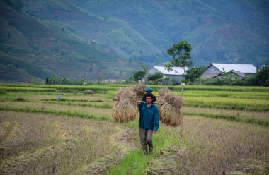 Kuzey Vietnam'da pirinç hasadı 