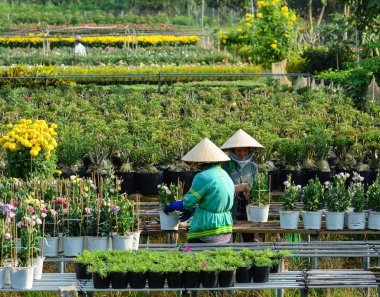 Çiçek ekimi Mekong Delta, Vietnam 