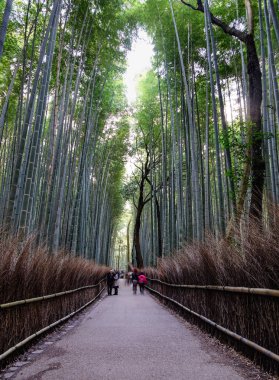 Kyoto'daki Arashiyama'da bambu korusu, Japonya