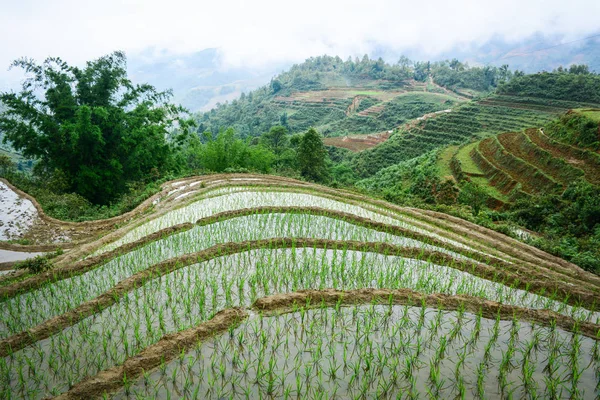 Terraced rice field in Vietnam del Norte —  Fotos de Stock