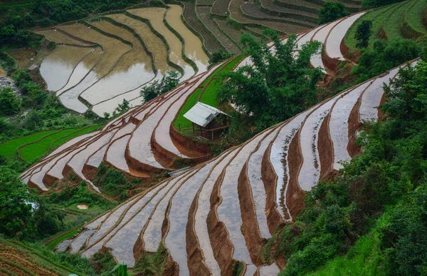 Terrain de riz en terrasses dans le nord du Vietnam — Photo