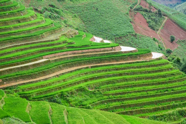 Terrain de riz en terrasses dans le nord du Vietnam — Photo