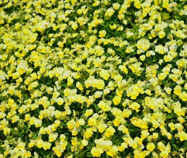 Virágok virágzó Ashikaga Flower Park — Stock Fotó