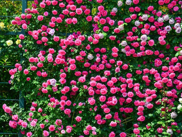 Květiny kvetou v květinových parcích Ashikaga — Stock fotografie