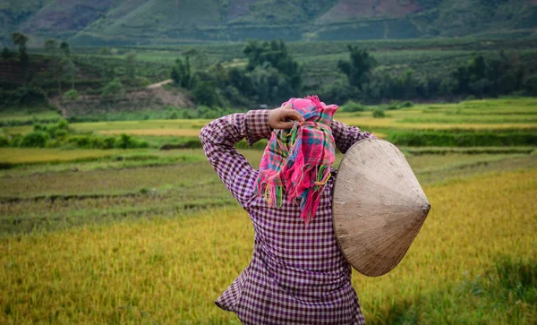 Harvesting rice in Northern Vietnam — Stock Photo, Image