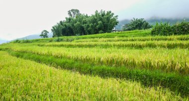 Bhutan'daki Sopsokha köyünde çeltik pirinç tarlası