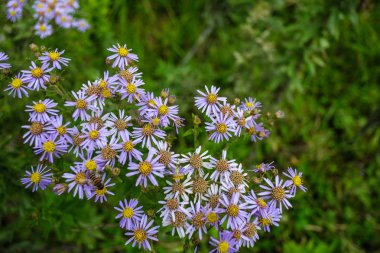 İlkbaharda açan çiçekler 