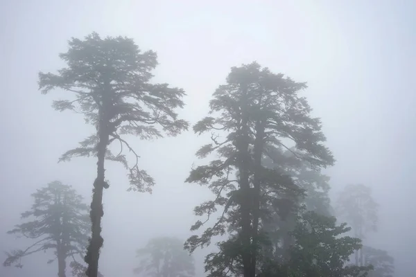 Fenyőerdő a ködben a hegyen — Stock Fotó