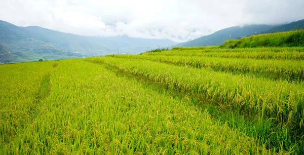 Terrassenförmig angelegtes Ackerland mit Reisfeld in Bhutan — Stockfoto
