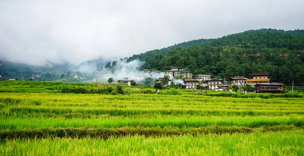 带稻田的梯田 — 图库照片