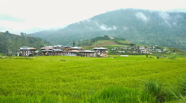 Bhutan'daki Sopsokha köyünde çeltik pirinç tarlası — Stok fotoğraf