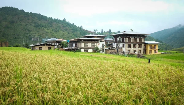 Reisfeld im Dorf Sopsokha in Bhutan — Stockfoto