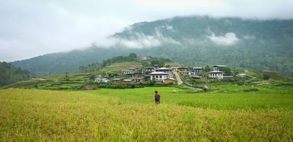 Bhutan'daki Sopsokha köyünde çeltik pirinç tarlası — Stok fotoğraf
