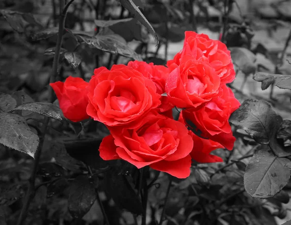 Röda rosor blommar i trädgården — Stockfoto