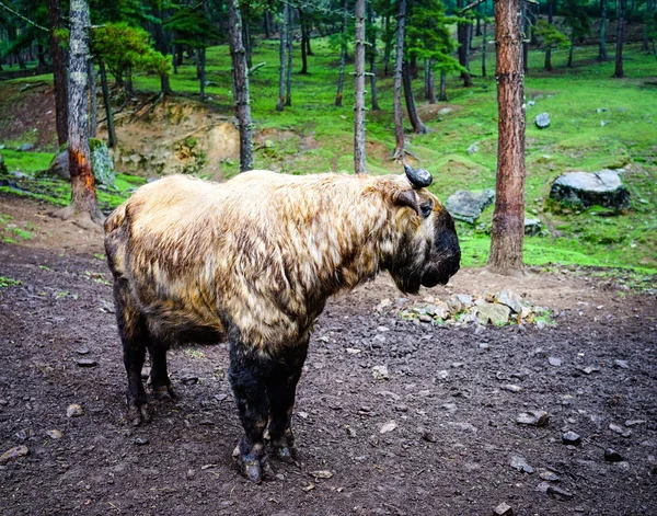 Takin goat-cow in Bhutan — Stock Photo, Image