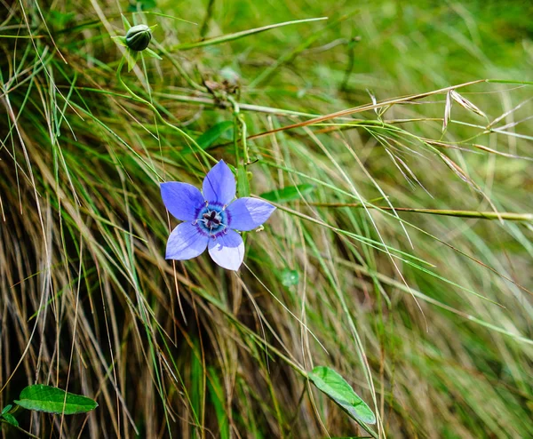 Wilde bloemen bloeien op de berg — Stockfoto