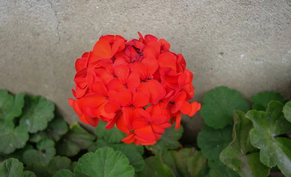 Fiori che sbocciano in primavera — Foto Stock