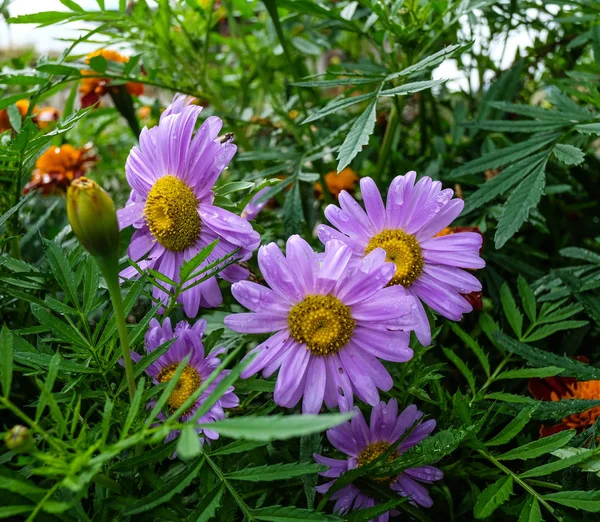 Blommor blommar i vårtid — Stockfoto