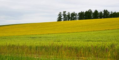 Yaz günü güzel kırsal manzara 