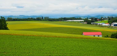 Yaz günü güzel kırsal manzara 
