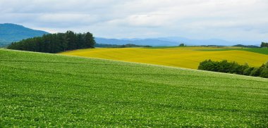 Yaz günü güzel kırsal manzara 