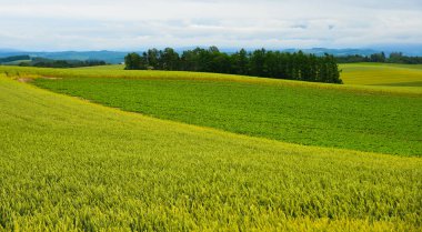 Yaz günü güzel kırsal manzara 