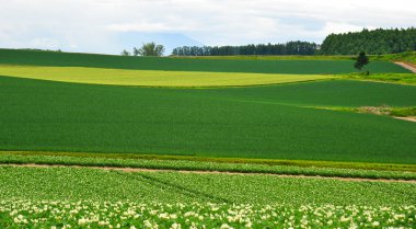 Yaz günü güzel kırsal manzara 