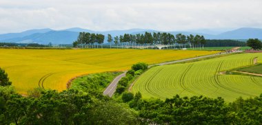 Yaz günü güzel kırsal manzara 