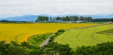 Yaz günü güzel kırsal manzara 