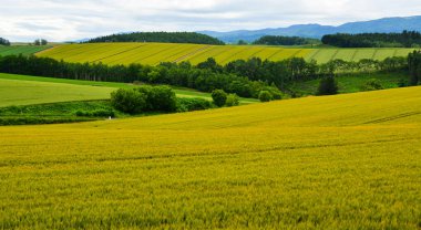 Yaz günü güzel kırsal manzara 