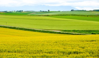 Yaz günü güzel kırsal manzara 