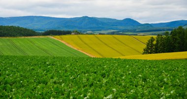 Yaz günü güzel kırsal manzara 