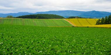 Yaz günü güzel kırsal manzara 