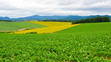 Yaz günü güzel kırsal manzara 