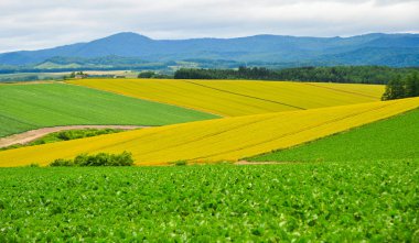 Yaz günü güzel kırsal manzara 