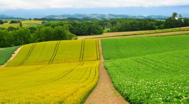 Yaz günü güzel kırsal manzara 