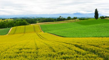 Yaz günü güzel kırsal manzara 