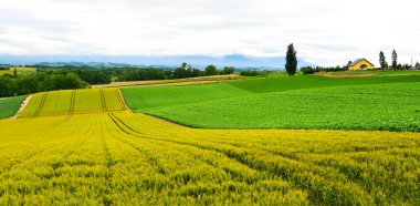 Yaz günü güzel kırsal manzara 