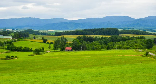 Beau paysage rural au jour d'été — Photo