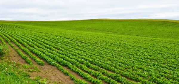 Beautiful rural scenery at summer day — Stock Photo, Image