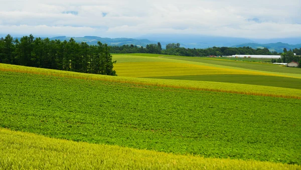 Beautiful rural scenery at summer day — Stock Photo, Image