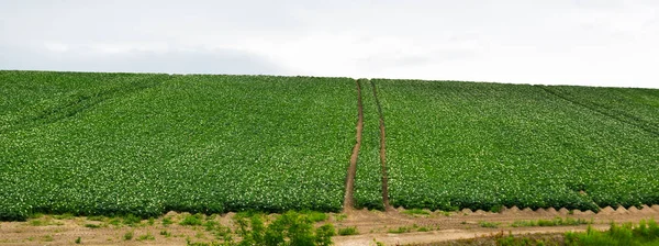 Hermoso paisaje rural en el día de verano —  Fotos de Stock