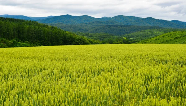 夏の日の美しい田園風景 — ストック写真