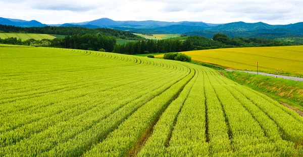 Beautiful rural scenery at summer day — Stock Photo, Image