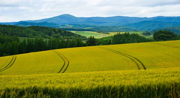 Beautiful rural scenery at summer day — Stock Photo, Image