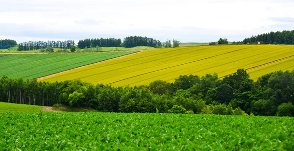 Yaz günü güzel kırsal manzara 