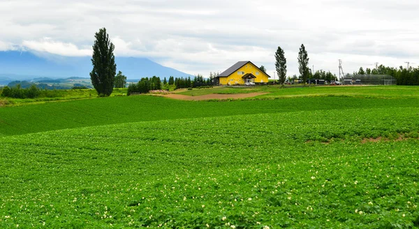 Beau paysage rural au jour d'été — Photo