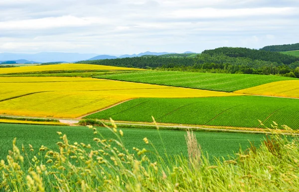 Hermoso paisaje rural en el día de verano — Foto de Stock