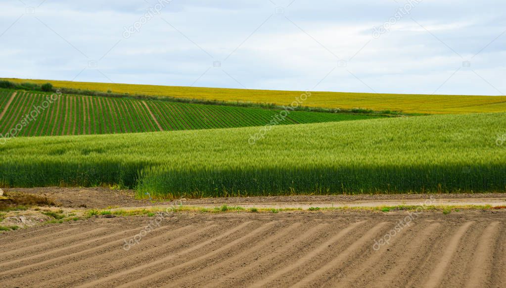 Beautiful rural scenery at summer day 