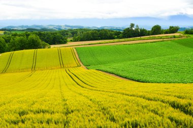 Yaz günü güzel kırsal manzara 